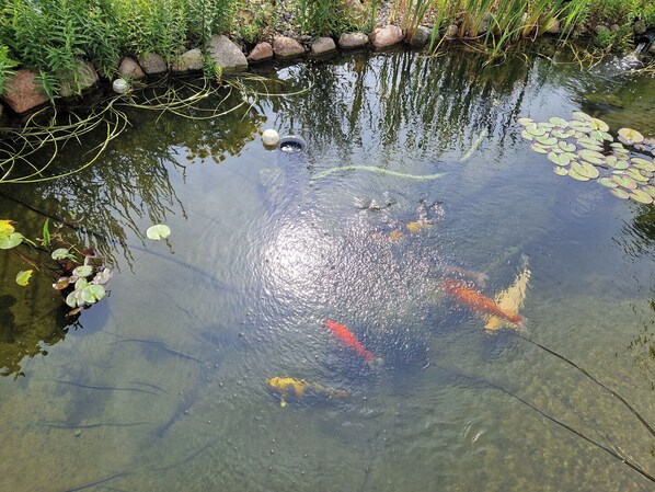 Un estanque con agua cristalina, lirios y peces koi.