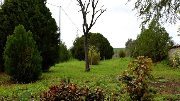 Ein Garten mit einem großen Pflanzgefäß, einem kleinen Baum und verschiedenen Sträuchern.