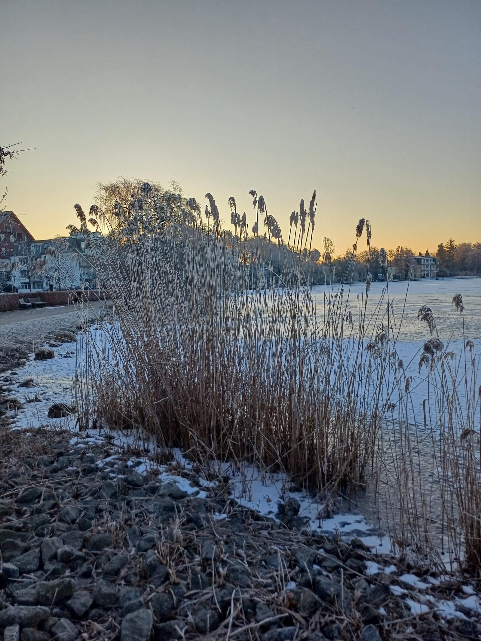 A frozen lake with reeds in the foreground and houses in the background.
