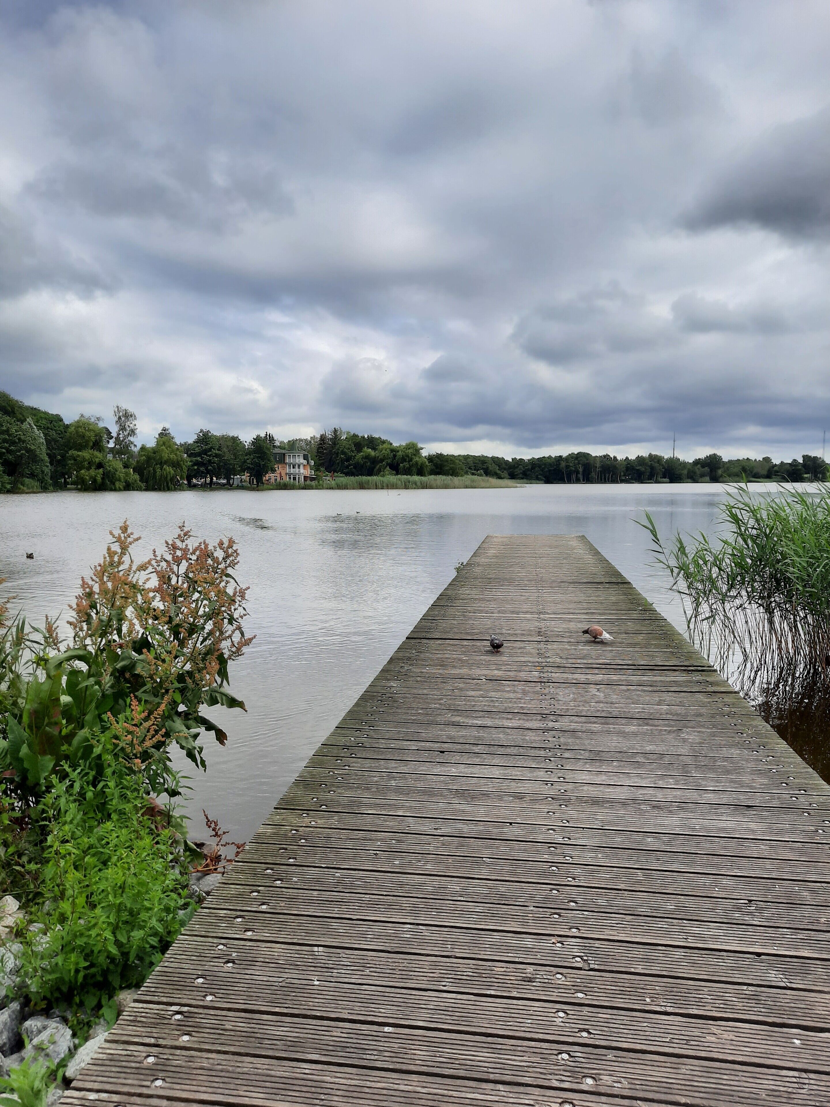 Een houten steiger die zich uitstrekt over een rustig meer, omgeven door weelderige begroeiing en een bewolkte lucht.