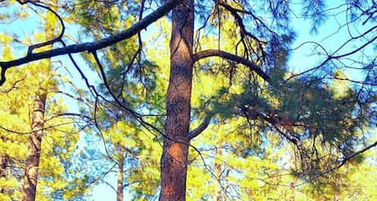 National Forrest! ~Cozy Mountain Cabin Getaway!