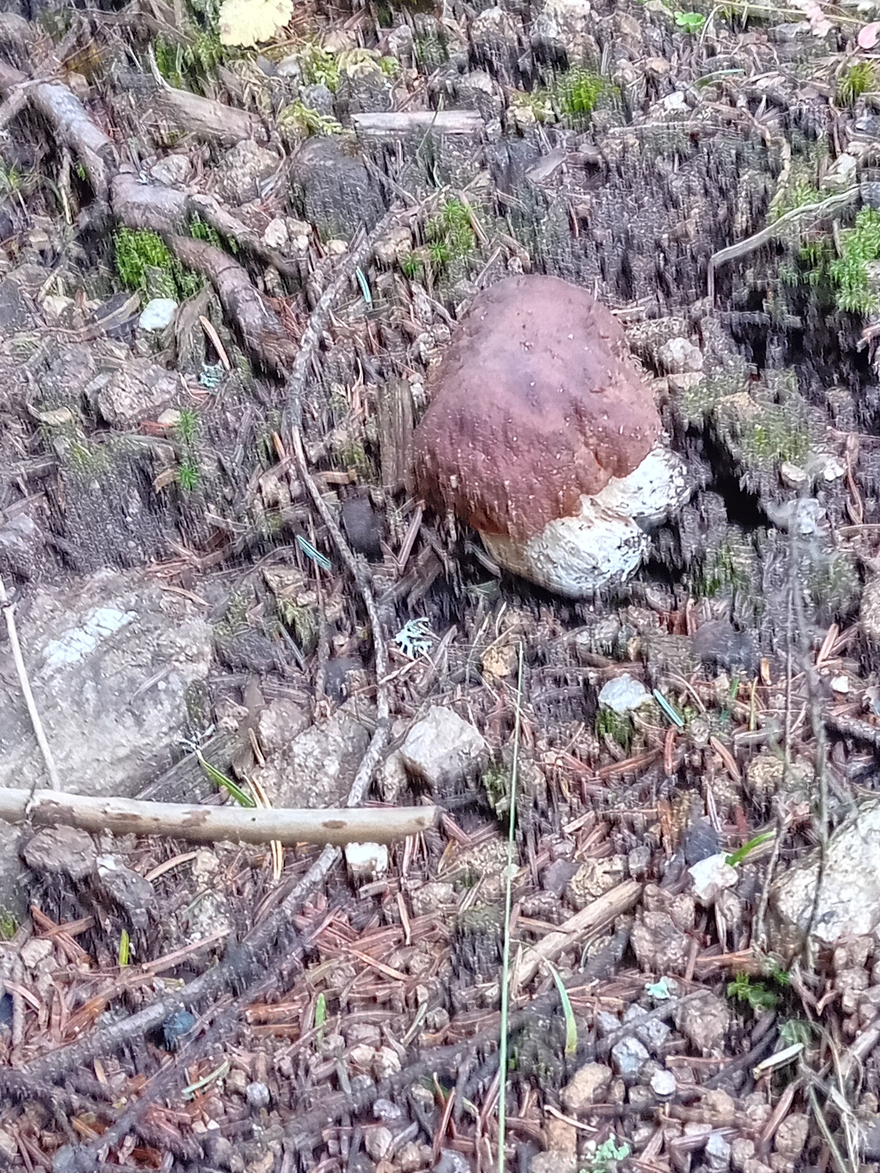 Sieni, joka kasvaa kivien ja männyntapuloiden keskellä.