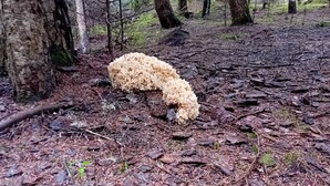 Ein Waldboden mit einem großen, unregelmäßig geformten, hellen Objekt, möglicherweise ein Stück Holz oder ein umgestürzter Baum.
