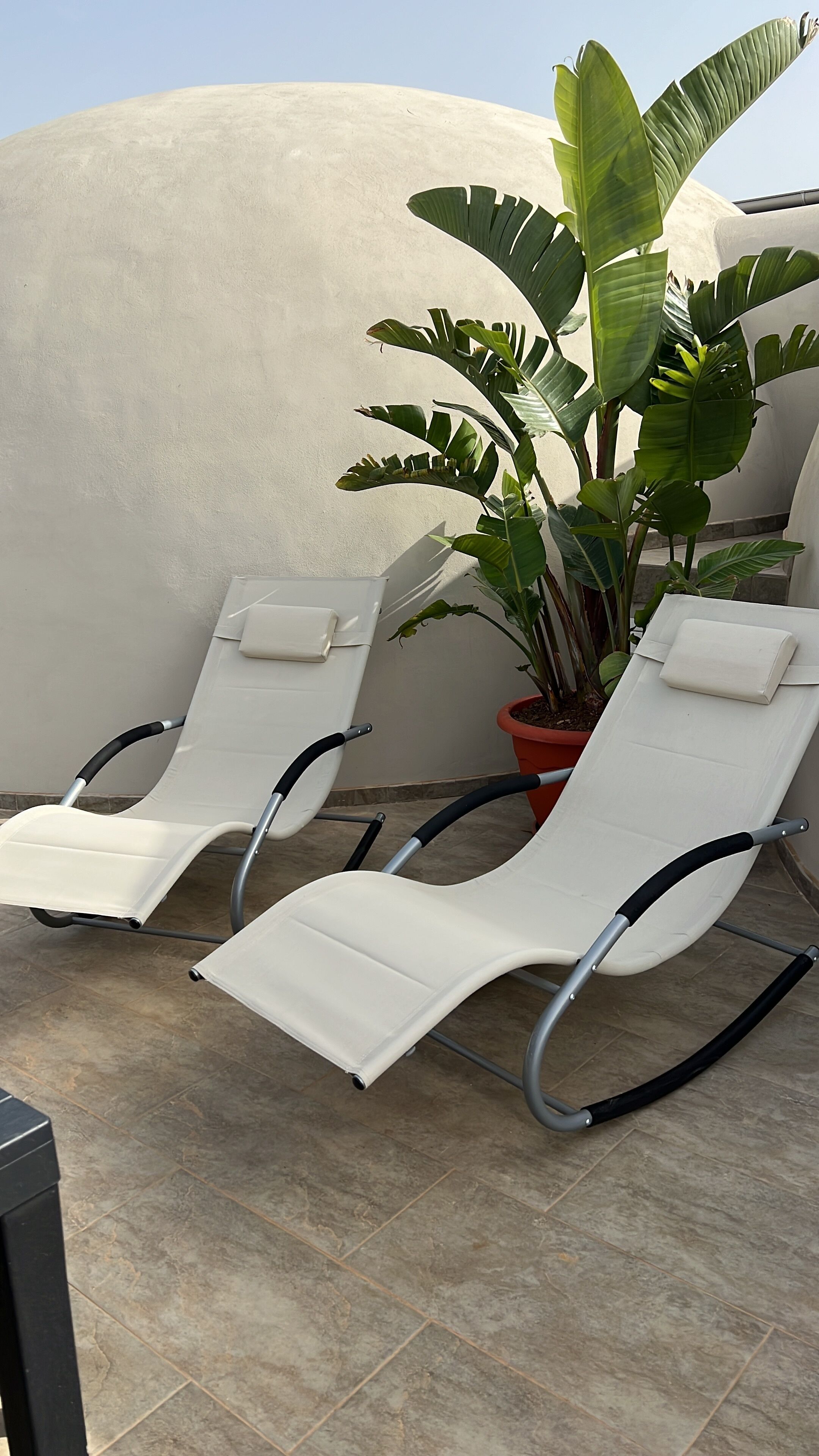 Dos sillones blancos con reposabrazos negros y una planta en maceta con hojas verdes grandes entre ellos.