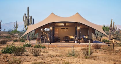 SaguaroGlamp