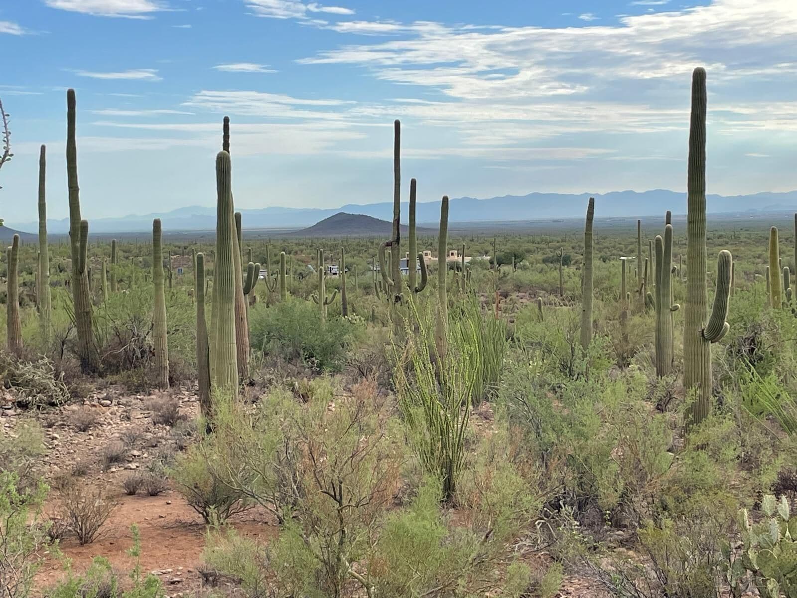 Paisaje desértico con cactus altos y vegetación escasa.