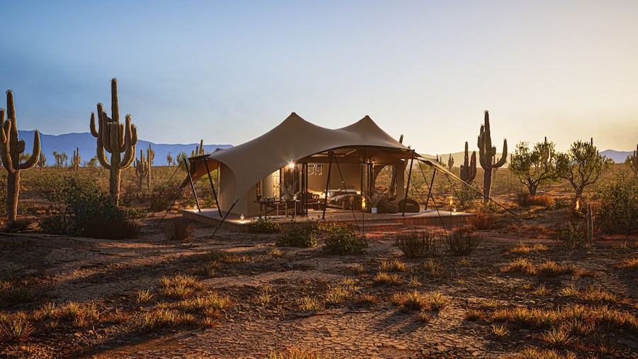 SaguaroGlamp