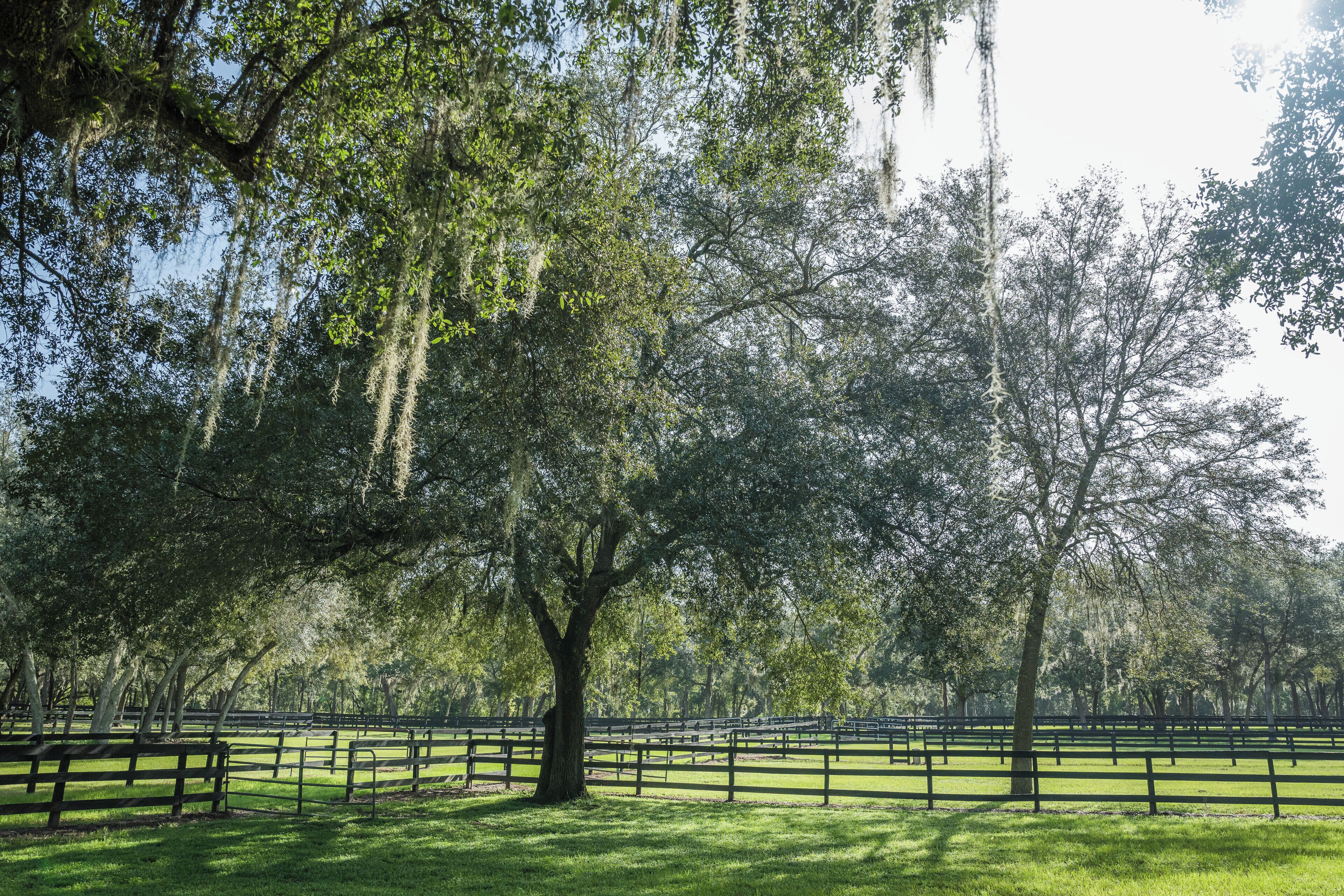 A park with a large tree, benches, and a fenced area.