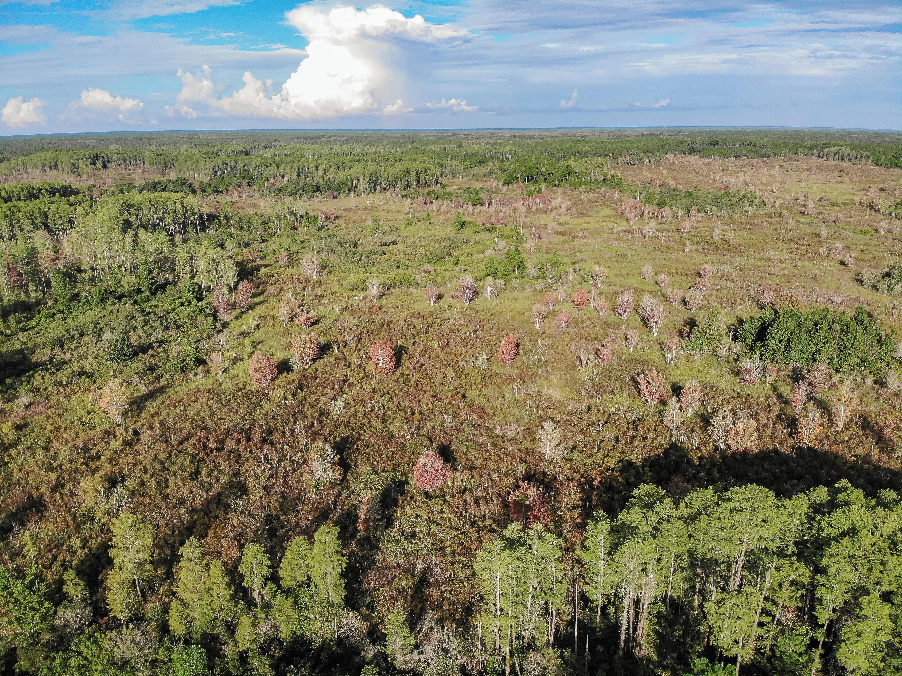 An aerial view of a forested area with a mix of dense and sparse tree coverage.