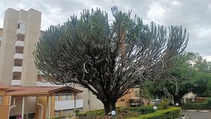 Jardín