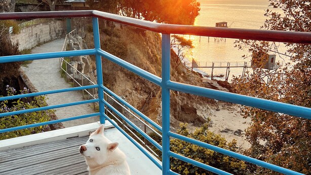 A white dog on a wooden deck overlooking a coastal area with a sunset.