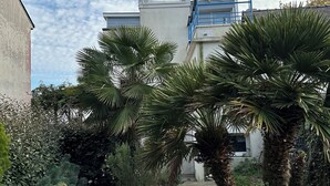 Ein Gebäude mit Satellitenschüssel, umgeben von üppiger Vegetation und Palmen.
