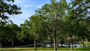 Un parc paisible, avec de grands arbres, un étang et un ciel dégagé.