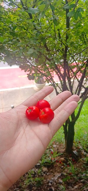 Miscellaneous - Spacious Private Flat (Anchieta Rio de Janeiro)