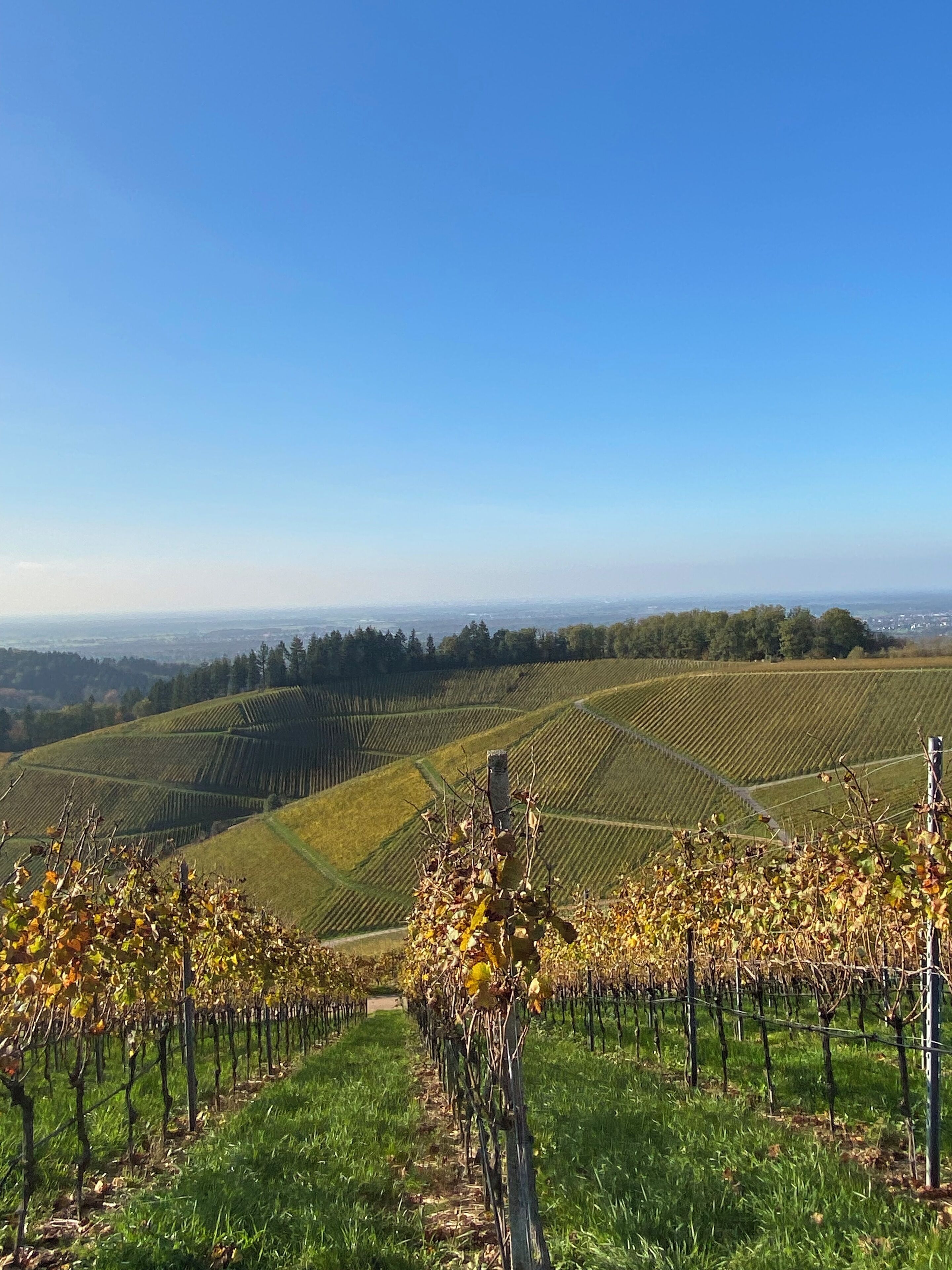 Un vignoble amb files de ceps i un cel blau clar.