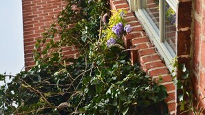 A brick building with a window and a vine with purple flowers growing along the wall. - Complete guesthouse on the Finow Canal (former school from 1875) for 12 people (Wandlitz)