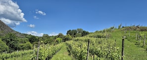 Rows of lush grapevines stretch across the rolling hills, supported by sturdy stakes.