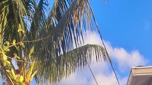 A white corrugated metal fence in a backyard with a palm tree and a house in the background. - Small Love/BBQ (Lehigh Acres)