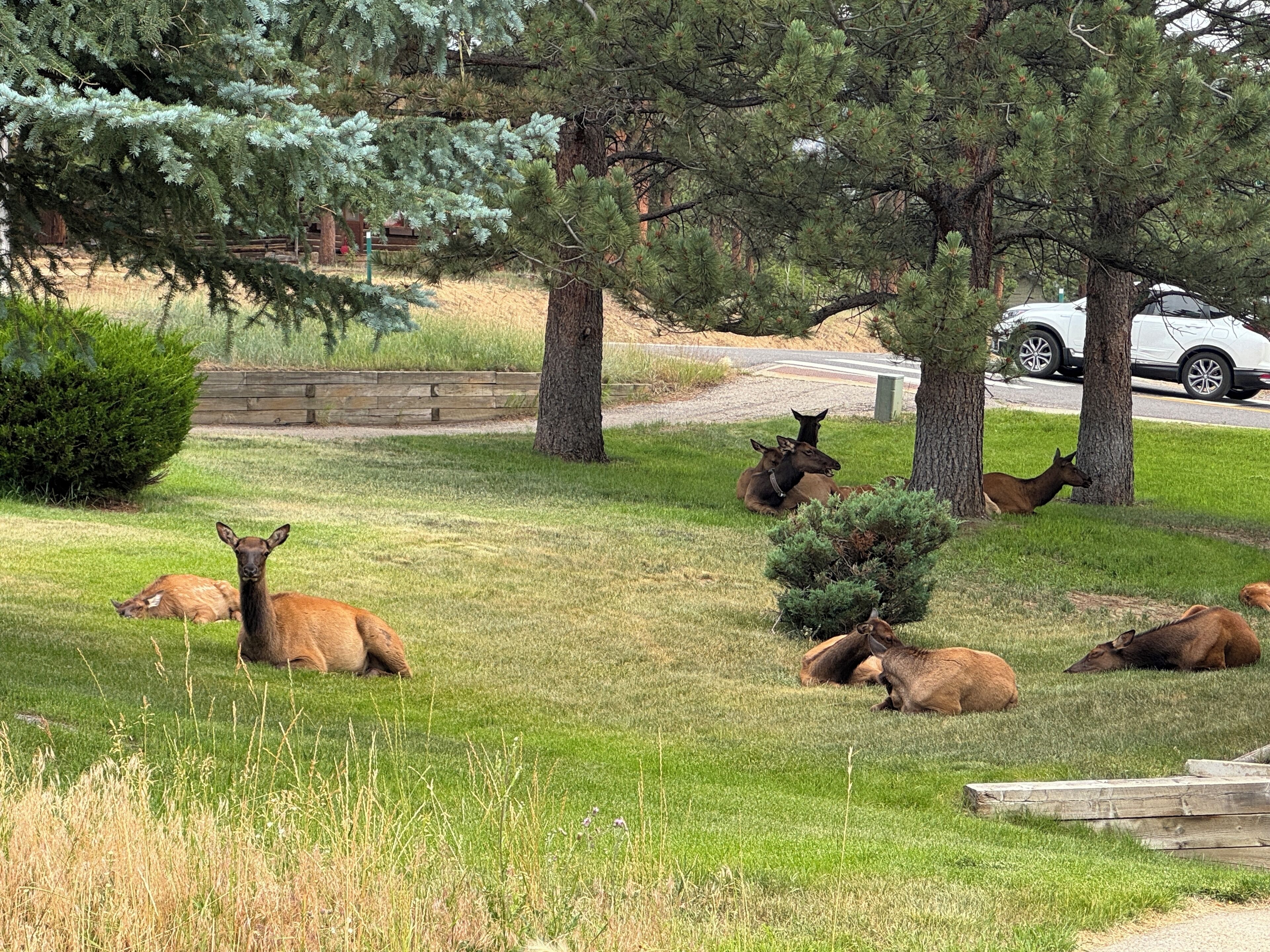 A grassy area with several deer resting under trees.