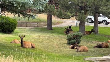 A grassy area with several deer resting under trees.