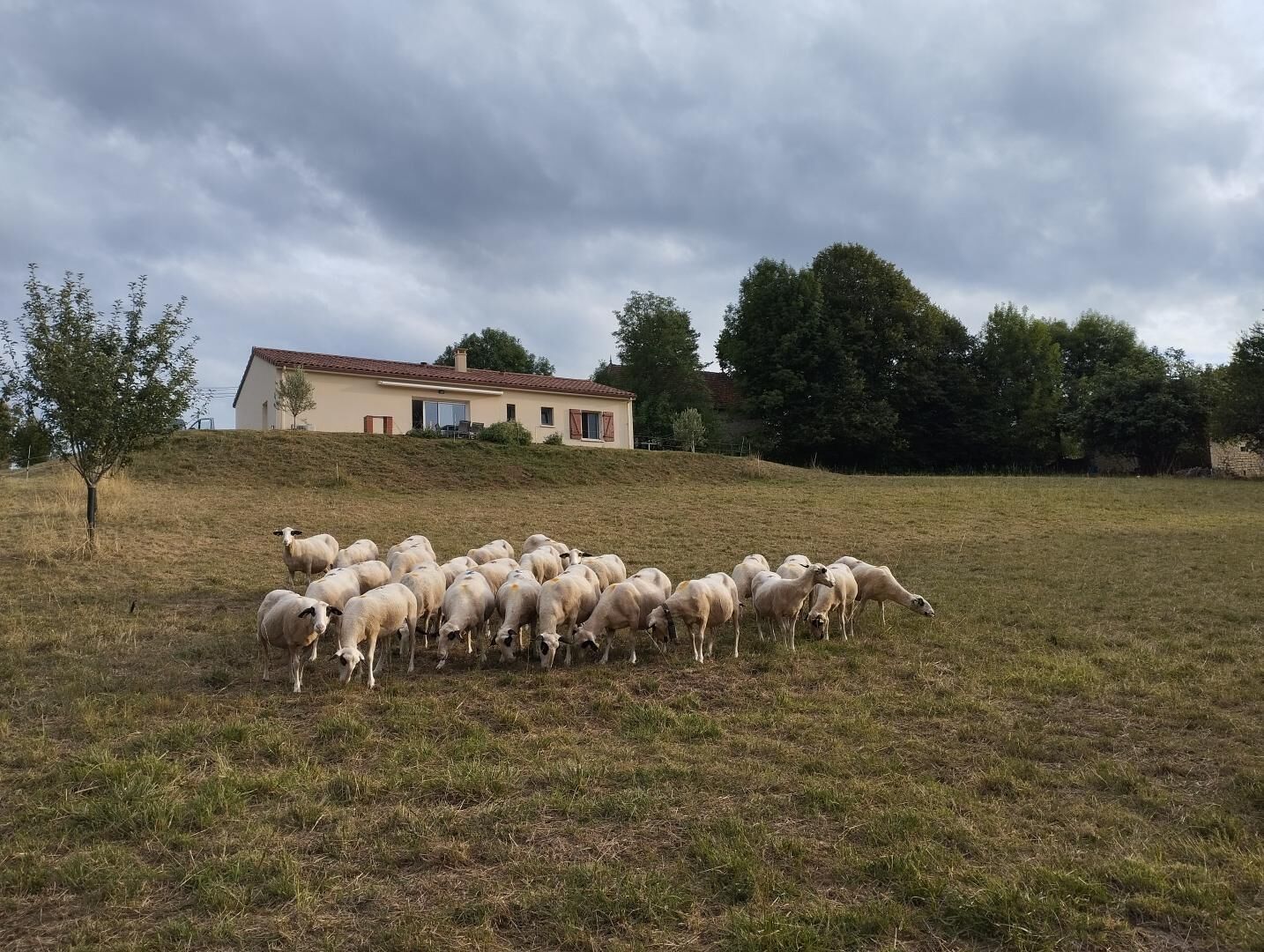 Paisaje rural con un rebaño de ovejas pastando en un campo, una casa con tejado de tejas rojas y árboles al fondo.