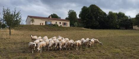 Paisaje rural con un rebaño de ovejas pastando en un campo, una casa con tejado de tejas rojas y árboles al fondo.