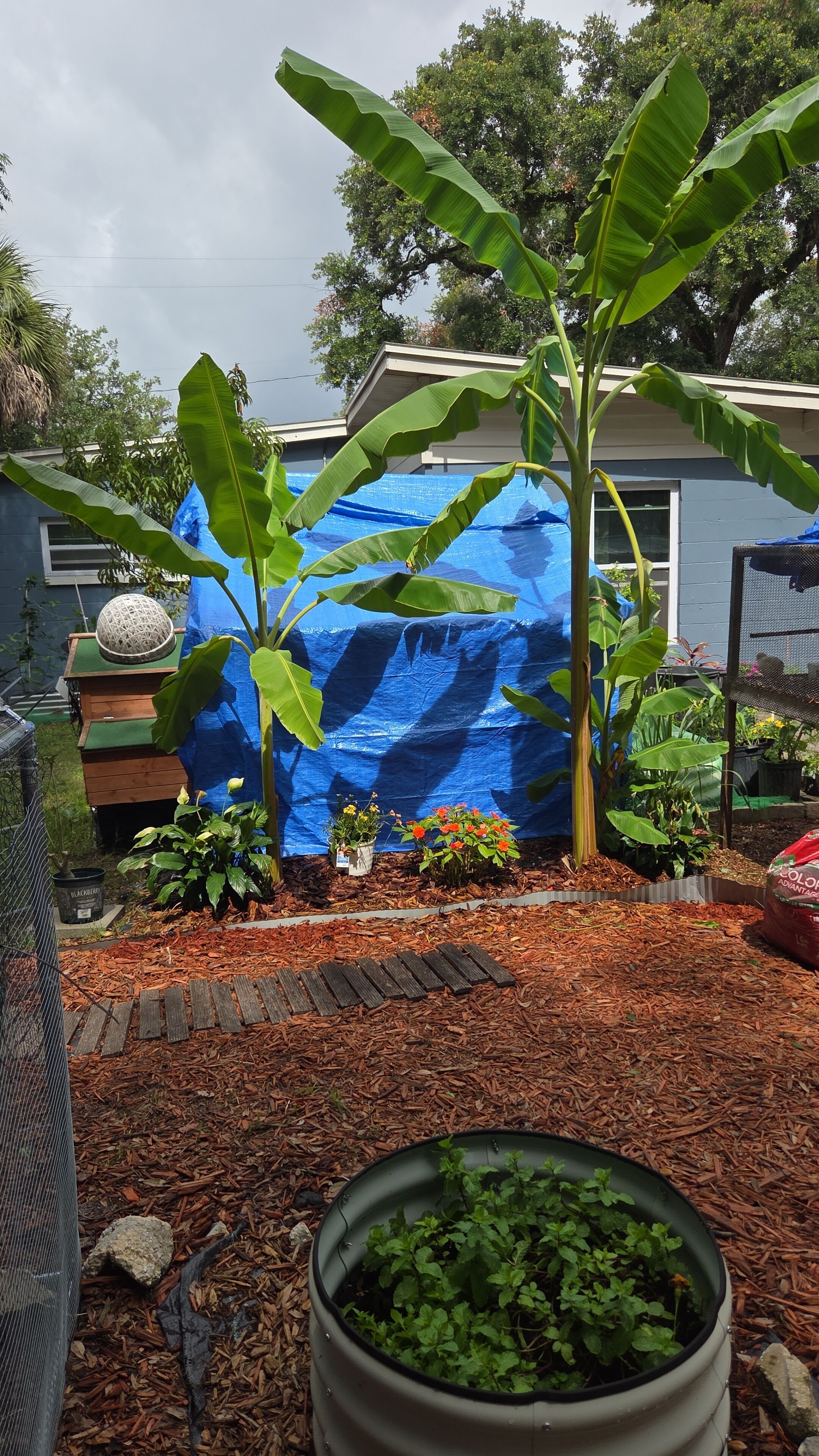 Een tuin met bananenbomen, een blauwe zeildoek en een houten terras.
