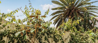 Guayarmina 40 Agaete Suites 2