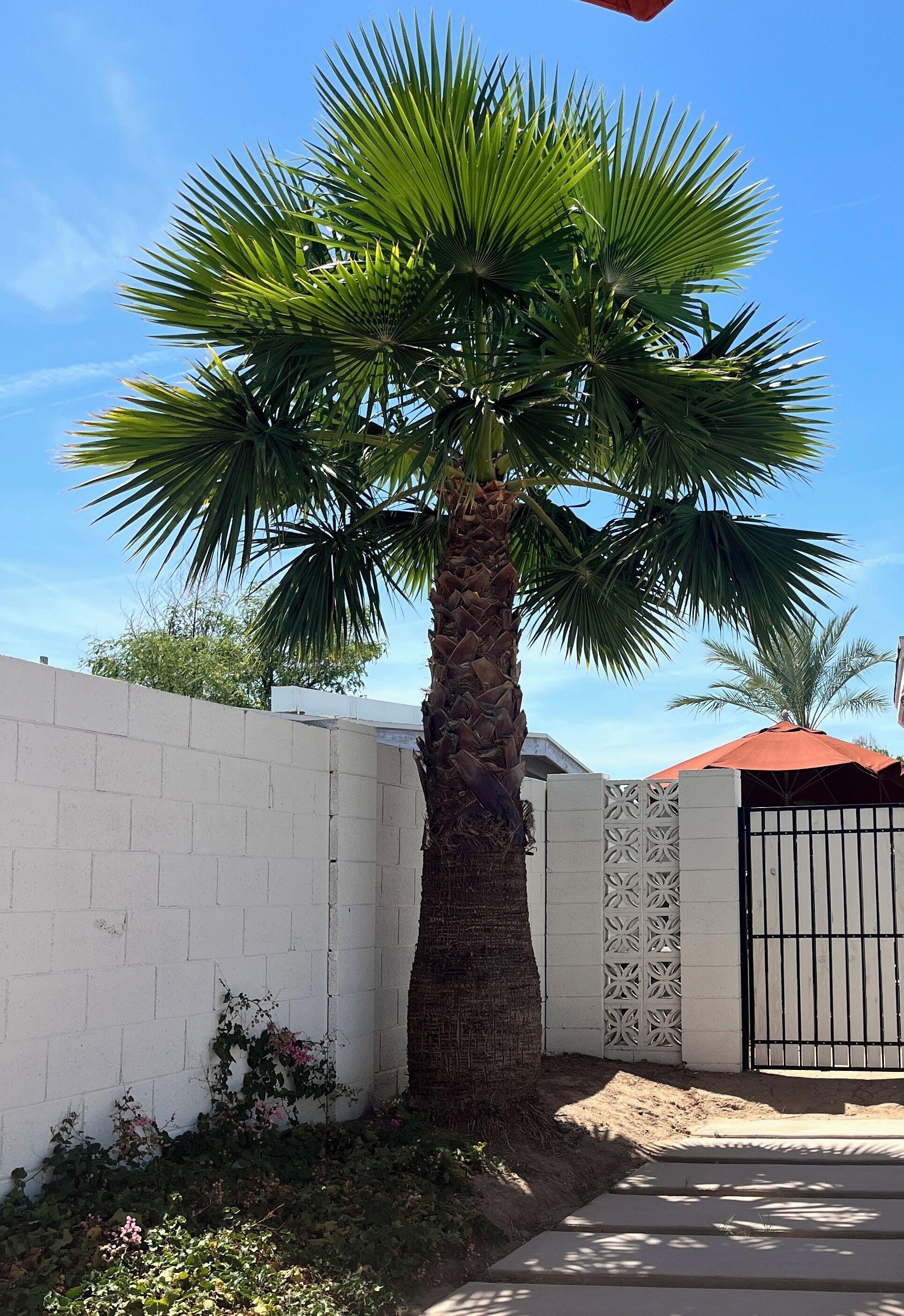 A palm tree in front of a white brick wall with a decorative gate.