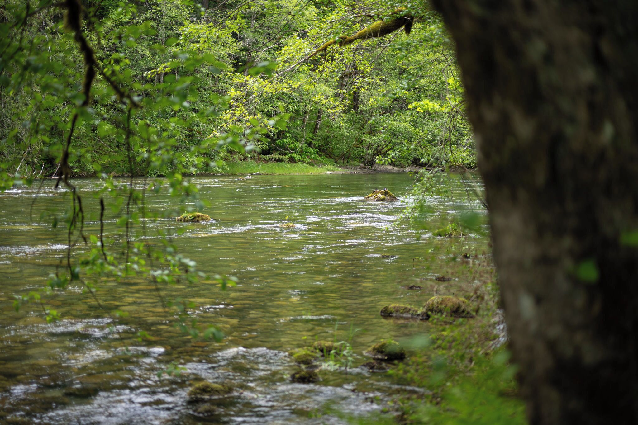 Une rivière bordée d’une végétation luxuriante.