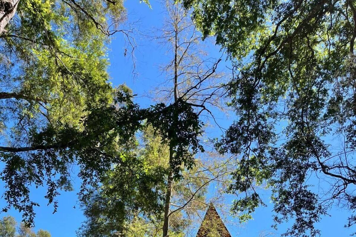 A modern, triangular wooden cabin with a large window and a deck, surrounded by trees and a clear blue sky.