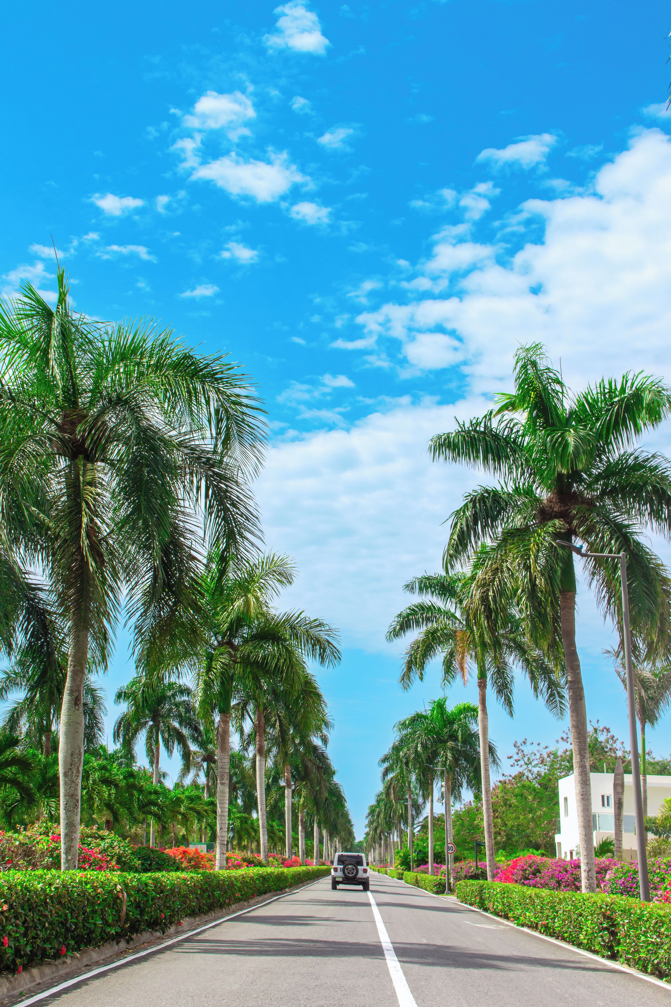 A road lined with palm trees and colorful flowers, leading to a building with a white facade.