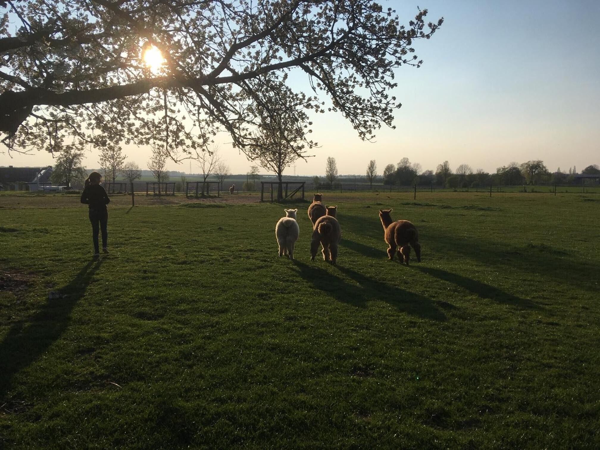 Ein grünes Feld mit einem Baum und einem Zaun im Hintergrund.