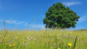 A field with various wildflowers and a large tree.