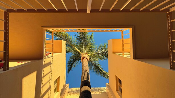 A view through a window with a palm tree outside, a wooden ceiling, and a balcony with a railing.