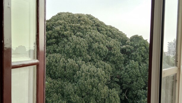 A window with a view of a large tree and a building in the background. - Rooftop mansion (Palermo)