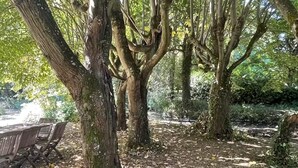 Un parc avec de grands arbres, un banc en bois et un chemin pavé.