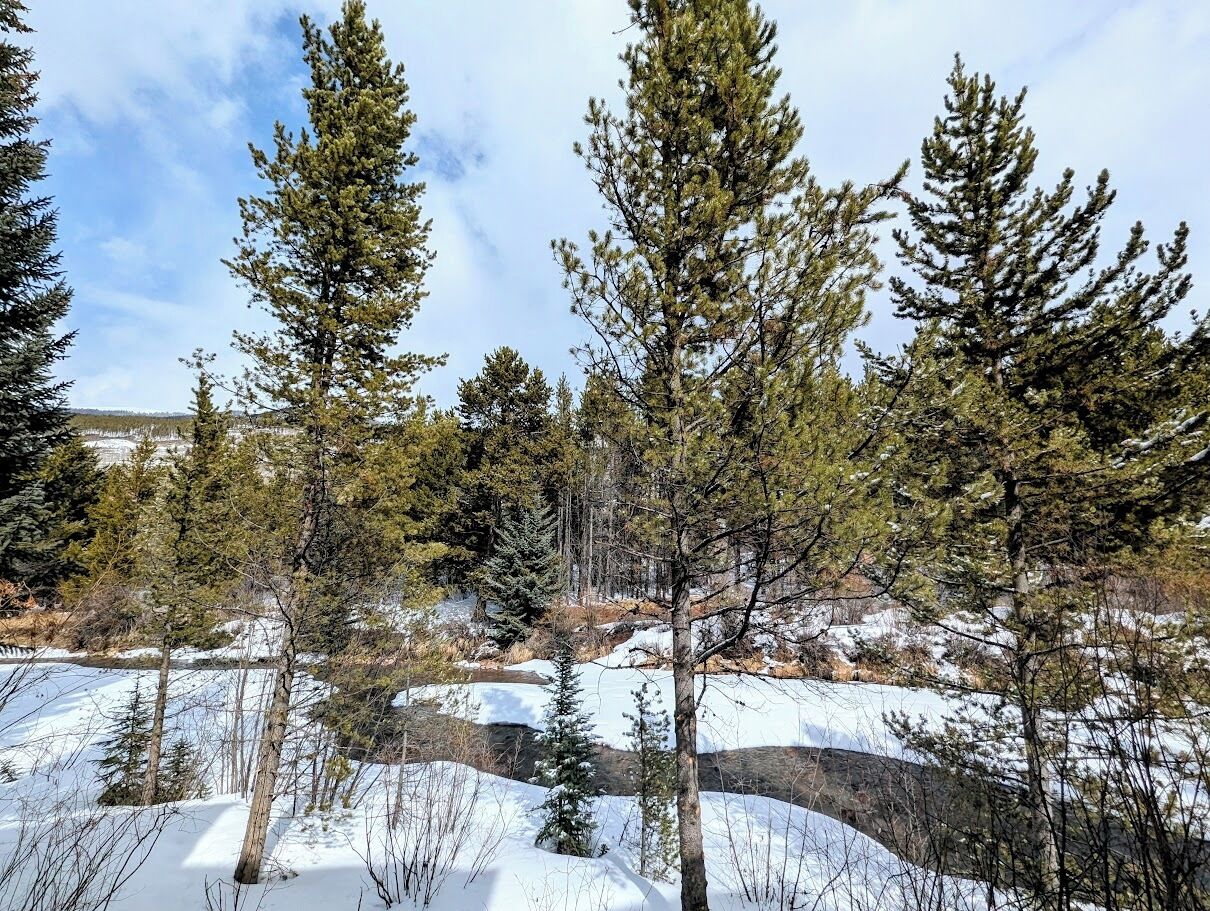 A snowy landscape with tall evergreen trees and a river.