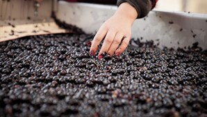 A close-up of a person's hand sorting through a large quantity of dark-colored objects, possibly seeds or berries, in a container. - Villa Héloise (Puisseguin)
