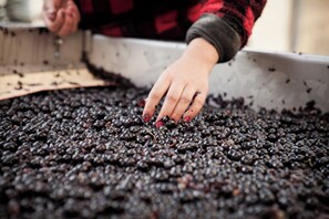 Miscellaneous - Villa Héloise (Sommières)