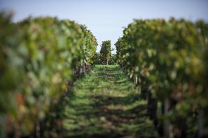 Miscellaneous - Villa Héloise (Sommières)