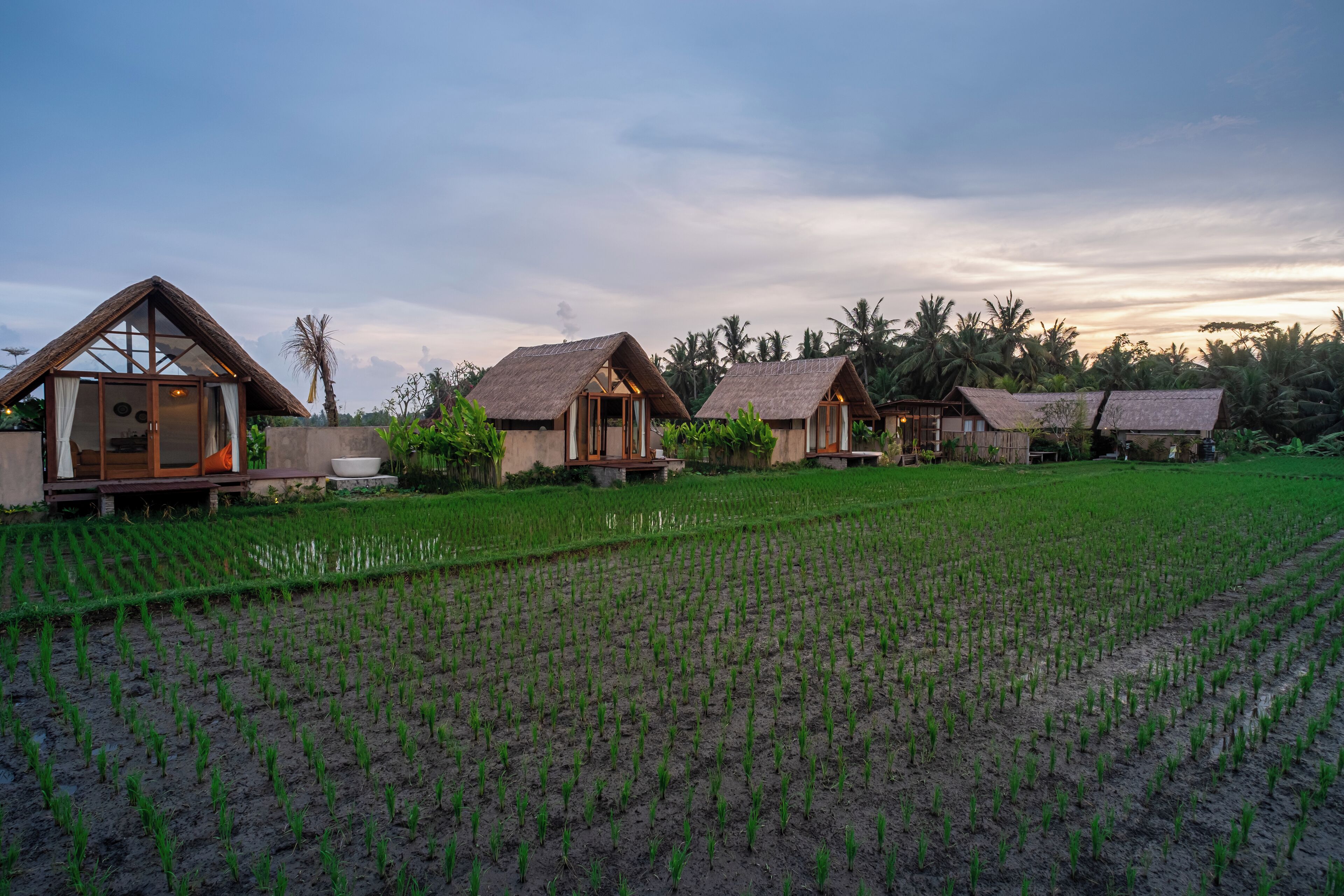 A row of thatched-roof cottages in a lush green field, likely part of a resort or guesthouse.