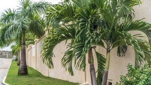 Une rangée de palmiers longe un mur de couleur beige, devant lequel s’étend une zone herbeuse.