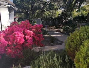 Garden - Beulah Lodge (Cape Town)