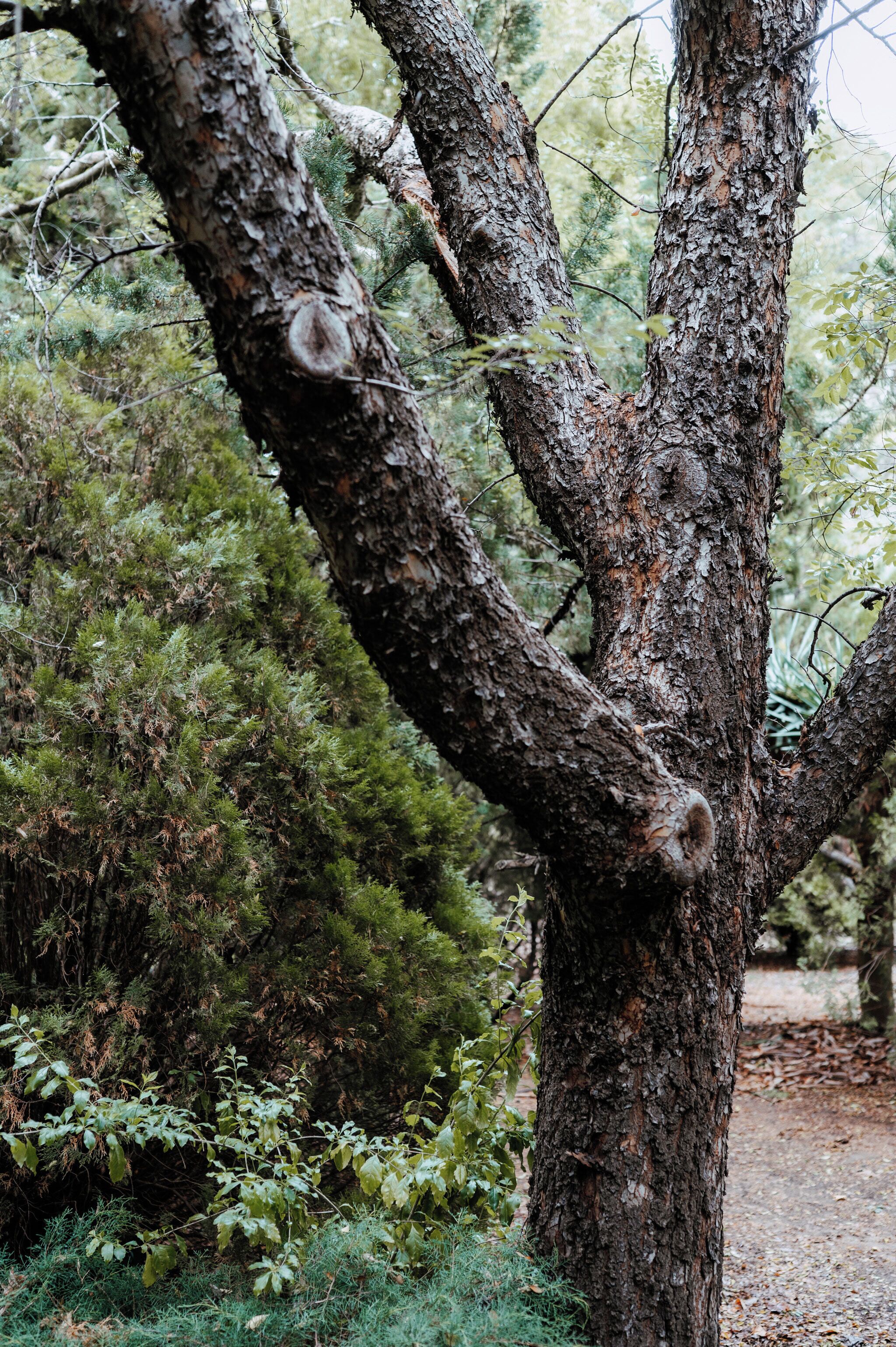 Un arbre doté d’un tronc épais et de branches qui s’étendent vers l’extérieur.