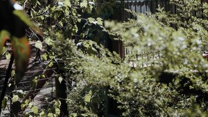 Un jardin avec un feuillage dense et une structure en bois dotée d’un toit en pente.