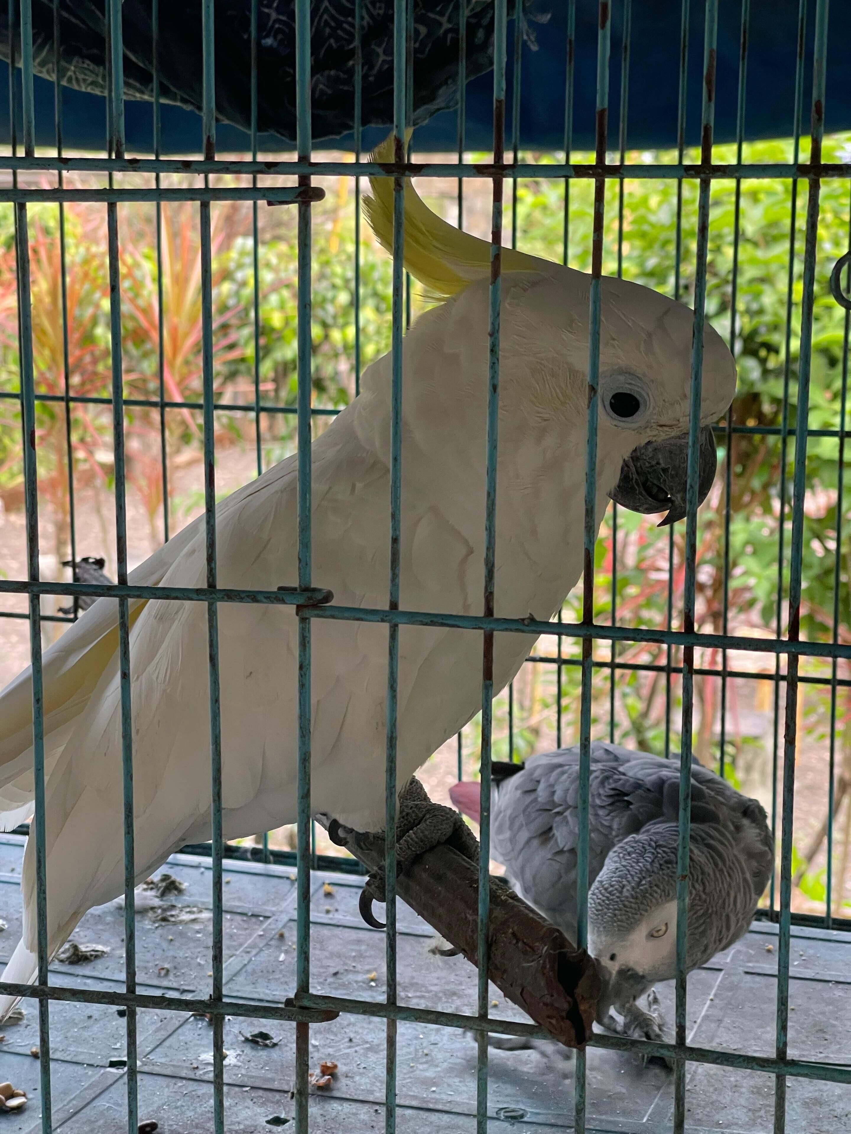 A white parrot inside a cage with a grey parrot outside.