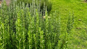 A covered patio area with a wooden deck, a green lawn, and a row of rosemary plants. - Ruby’s Nest – A countryside experience (Te Poi)