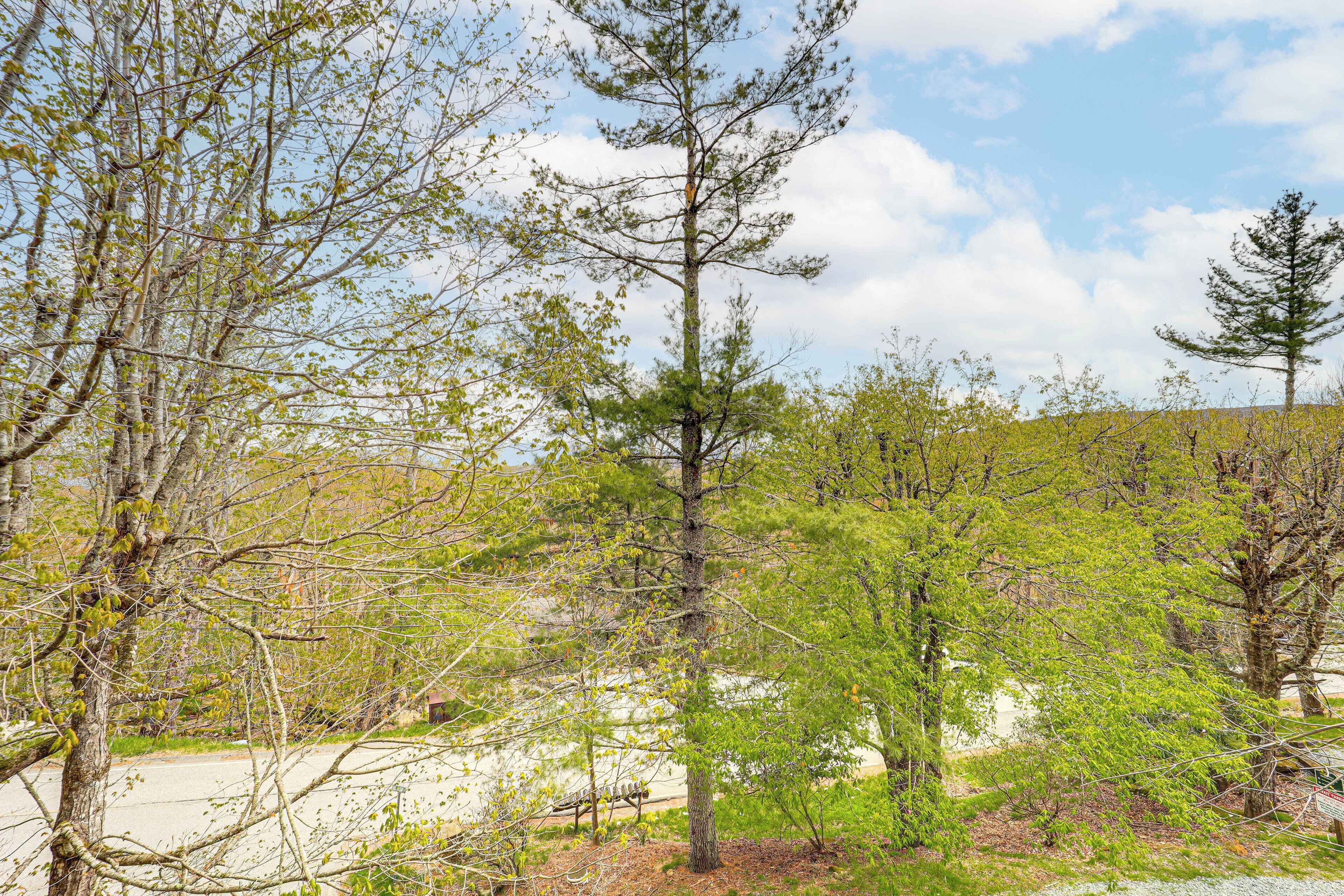 A natural landscape with trees and a clear sky.