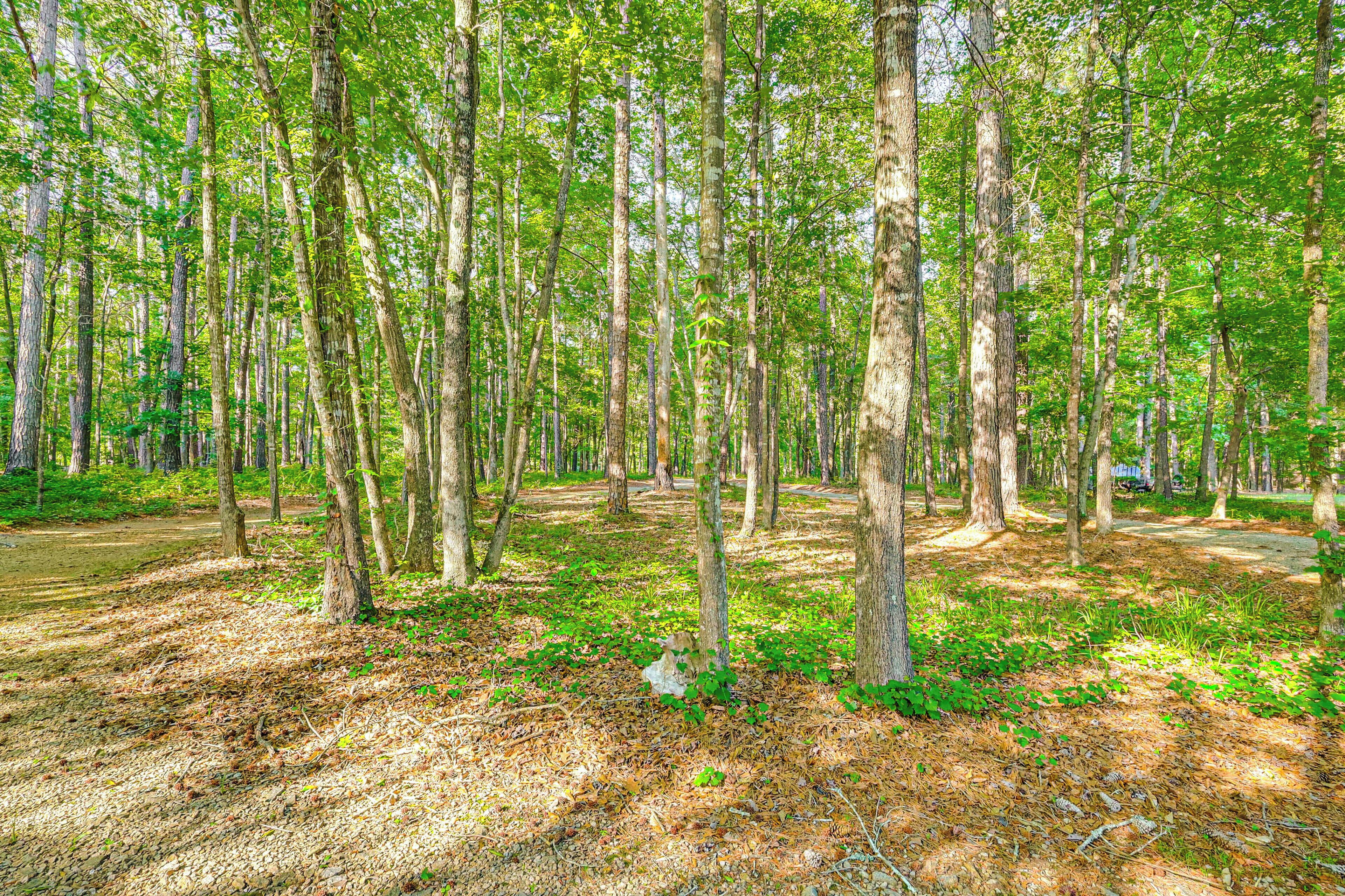 Un bosque denso con árboles altos y el suelo cubierto de hojas secas.